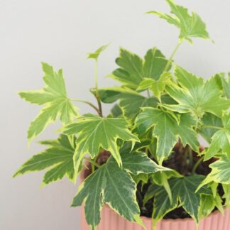 Břečťan / Hedera helix ‘Yellow Ripple’ brectan hedera helix yellow ripple pokojovka