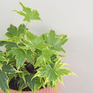 Břečťan / Hedera helix ‘Yellow Ripple’ brectan hedera helix yellow ripple pokojovka