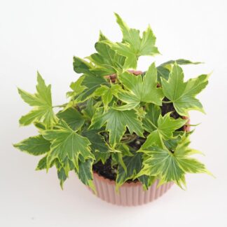 Břečťan / Hedera helix ‘Yellow Ripple’ brectan hedera helix yellow ripple pokojovka