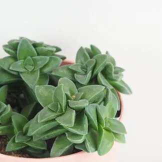 Tlustice / Crassula springtime velká tlustice crassula springtime sukulent