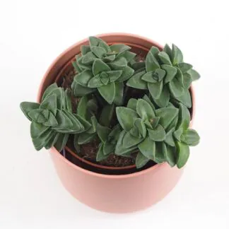 Tlustice / Crassula springtime velká tlustice crassula springtime sukulent