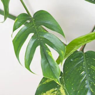 Epipremnum pinnatum ‘Cintho Goldfinger’ maxi epipremnum pinnatum cintho goldfinger