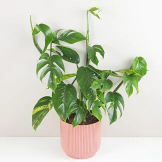 Epipremnum pinnatum ‘Cintho Goldfinger’ maxi epipremnum pinnatum cintho goldfinger