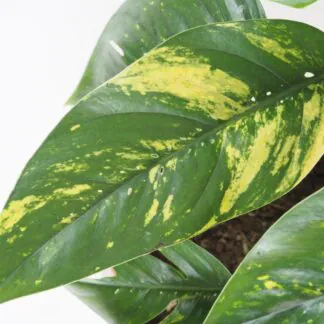 Epipremnum pinnatum ‘Cintho Goldfinger’ maxi epipremnum pinnatum cintho goldfinger