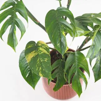 Epipremnum pinnatum ‘Cintho Goldfinger’ maxi epipremnum pinnatum cintho goldfinger