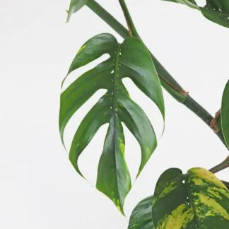 Epipremnum pinnatum ‘Cintho Goldfinger’ maxi epipremnum pinnatum cintho goldfinger