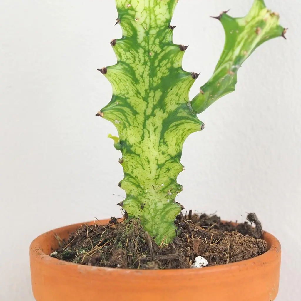 Euphorbia lactea variegata Euphorbia lactea variegata sukulent panasovany