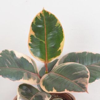 Ficus elastica ‘Belize’ Ficus elastica Belize růžový panasovaný fíkus pokojová rostlina plantizie
