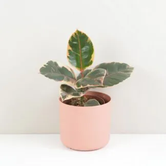 Ficus elastica ‘Belize’ Ficus elastica Belize růžový panasovaný fíkus pokojová rostlina plantizie