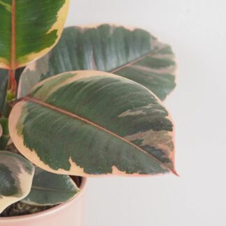 Ficus elastica ‘Belize’ Ficus elastica Belize růžový panasovaný fíkus pokojová rostlina plantizie