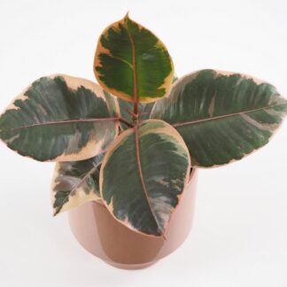 Ficus elastica ‘Belize’ Ficus elastica Belize růžový panasovaný fíkus pokojová rostlina plantizie