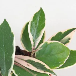 Hoya carnosa ‘Flamingo Dream’ střední hoya carnosa flamingo dream