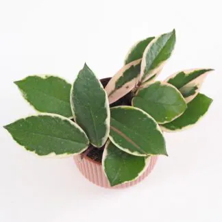 Hoya carnosa ‘Flamingo Dream’ střední hoya carnosa flamingo dream