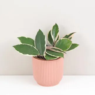 Hoya carnosa ‘Flamingo Dream’ střední hoya carnosa flamingo dream