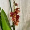 Orchidej Odontoglossum ‘Red Hybrid’ orchidey odontoglossum