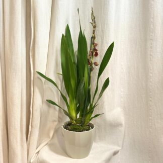 Orchidej Odontoglossum ‘Red Hybrid’ orchidey odontoglossum