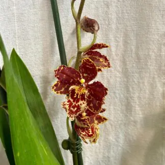 Pokojové rostliny, řasokoule a příslušenství orchidey odontoglossum