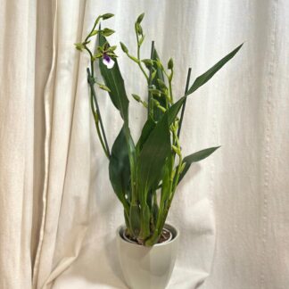 orchidey zygopetalum Adelaide Meadows