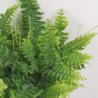 Kapradina Nefrolepka vznešená kapradina, nefrolepka, nefrolepka vznesená, nephrolepis exaltata, rostlina do stínu, květ do stínu, vlhkomilná rostlina, rostlina do koupelny, pokojovka, pokojová rostlina, pokojový květ