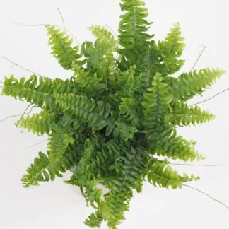 Kapradina Nefrolepka vznešená kapradina, nefrolepka, nefrolepka vznesená, nephrolepis exaltata, rostlina do stínu, květ do stínu, vlhkomilná rostlina, rostlina do koupelny, pokojovka, pokojová rostlina, pokojový květ