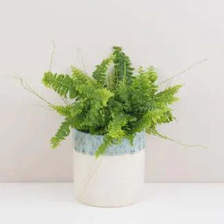 Kapradina Nefrolepka vznešená kapradina, nefrolepka, nefrolepka vznesená, nephrolepis exaltata, rostlina do stínu, květ do stínu, vlhkomilná rostlina, rostlina do koupelny, pokojovka, pokojová rostlina, pokojový květ