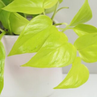 Pothos Epipremnum aureum ‘Champs Élysées’ Pothos Epipremnum aureum Champs elysees zluta pokojovka