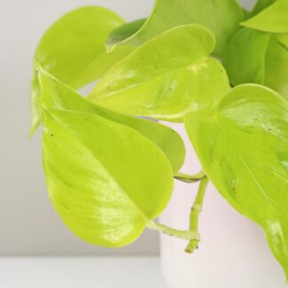 Pothos Epipremnum aureum ‘Champs Élysées’ Pothos Epipremnum aureum Champs elysees zluta pokojovka