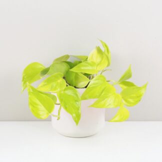 Pothos Epipremnum aureum Champs elysees zluta pokojovka