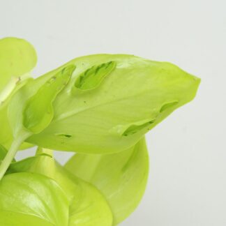 Pothos Epipremnum aureum ‘Champs Élysées’ Pothos Epipremnum aureum Champs elysees zluta pokojovka