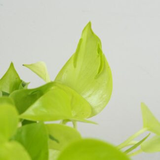 Pothos Epipremnum aureum ‘Champs Élysées’ Pothos Epipremnum aureum Champs elysees zluta pokojovka