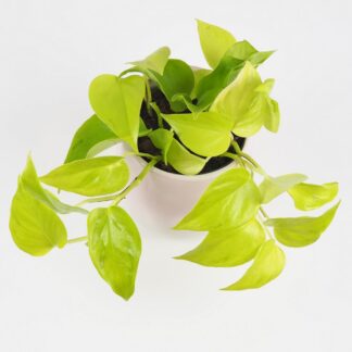 Pothos Epipremnum aureum ‘Champs Élysées’ Pothos Epipremnum aureum Champs elysees zluta pokojovka
