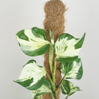 Pothos Epipremnum ‘Manjula’ na tyči Pothos Epipremnum Manjula na tyči