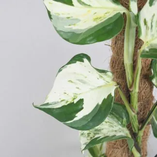 Pothos Epipremnum ‘Manjula’ na tyči Pothos Epipremnum Manjula na tyči