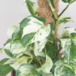 Pothos Epipremnum ‘Manjula’ na tyči Pothos Epipremnum Manjula na tyči