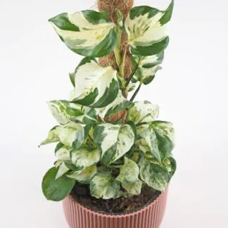 Pothos Epipremnum ‘Manjula’ na tyči Pothos Epipremnum Manjula na tyči