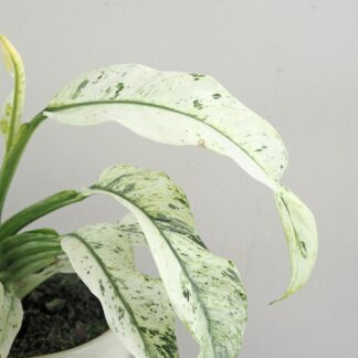 Rhaphidophora puberula variegata Rhaphidophora puberula variegata panasovana pokojova rostlina plantizia