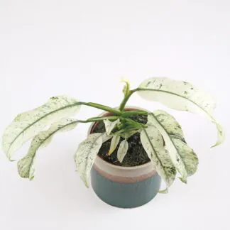 Rhaphidophora puberula variegata Rhaphidophora puberula variegata panasovana pokojova rostlina plantizia