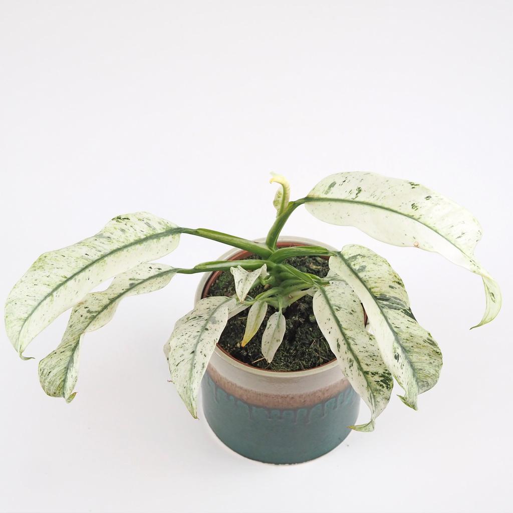 Rhaphidophora puberula variegata Rhaphidophora puberula variegata panasovana pokojova rostlina plantizia
