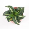 Sansevieria hahnii ‘Spiral Star’ sansevieria hahnii Spiral star