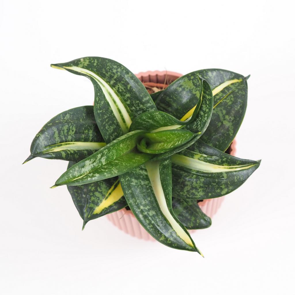 Sansevieria hahnii ‘Spiral Star’ sansevieria hahnii Spiral star