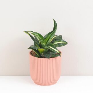 Sansevieria hahnii ‘Spiral Star’ sansevieria hahnii Spiral star
