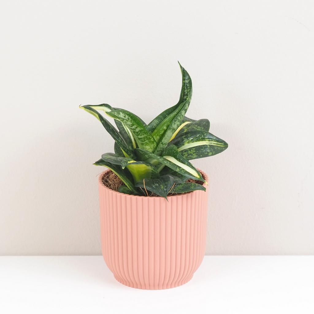 Sansevieria hahnii ‘Spiral Star’ sansevieria hahnii Spiral star