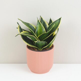 Sansevieria hahnii ‘Stars and Stripes’ sansevieria hahnii Stars and Stripes