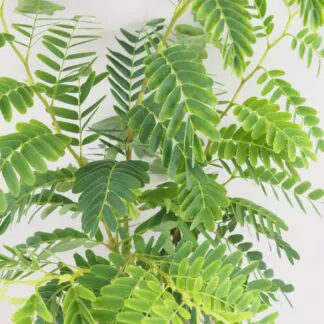 Tamarind indický Tamarind indický tamarindus indica