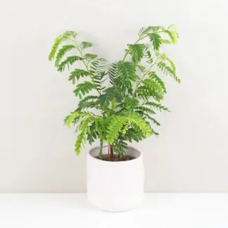 Tamarind indický Tamarind indický tamarindus indica