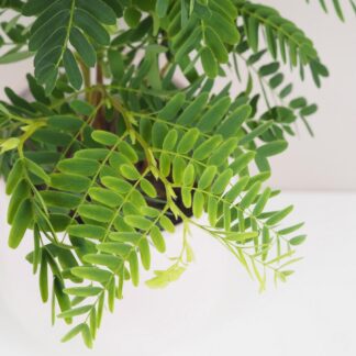 Tamarind indický Tamarind indický tamarindus indica