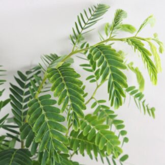 Tamarind indický Tamarind indický tamarindus indica