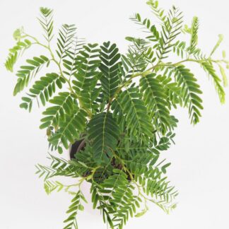 Tamarind indický Tamarind indický tamarindus indica