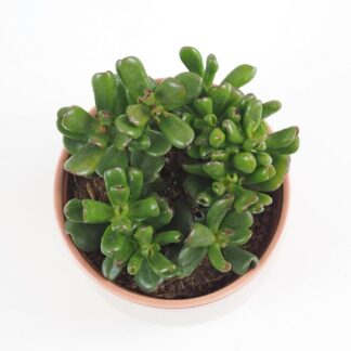 Tlustice / Crassula ovata ‘Gandalf’ Tucnolist Crassula ovata Gandalf sukulent