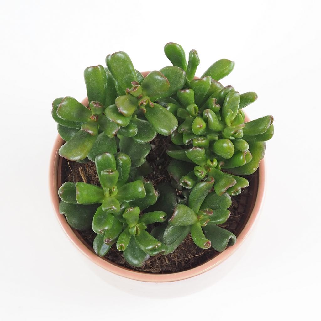 Tlustice / Crassula ovata ‘Gandalf’ Tucnolist Crassula ovata Gandalf sukulent